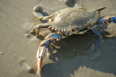 Galveston - 2011