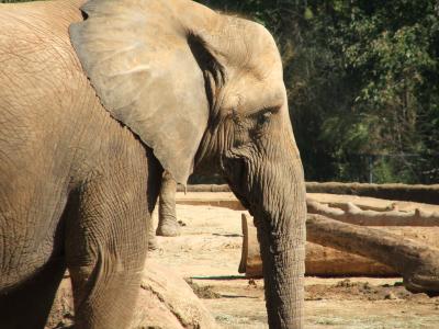 Caldwell Zoo
