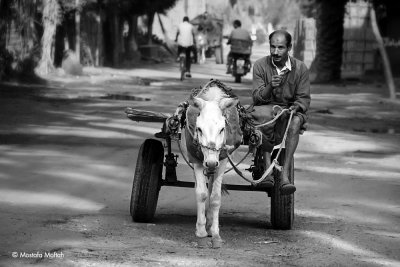 Donkey Cart - Giza, Egypt