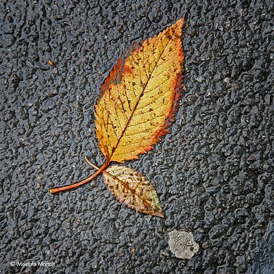 Fallen Leaves - London