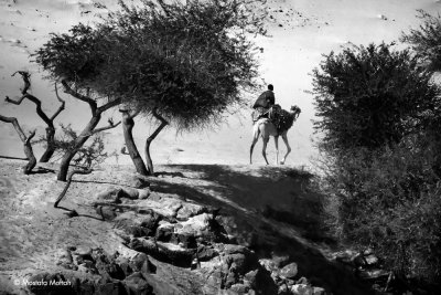 Camel Rider - Aswan, Egypt