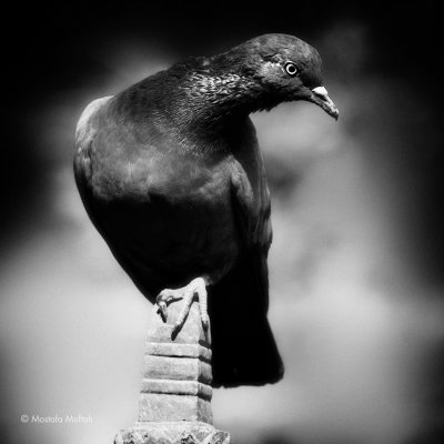 Pigeon of Kathmandu