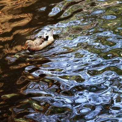 Swimming in Abstract #1