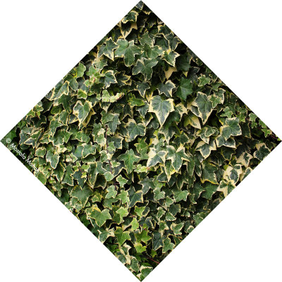 Green Leaves - Diamond Shape Series