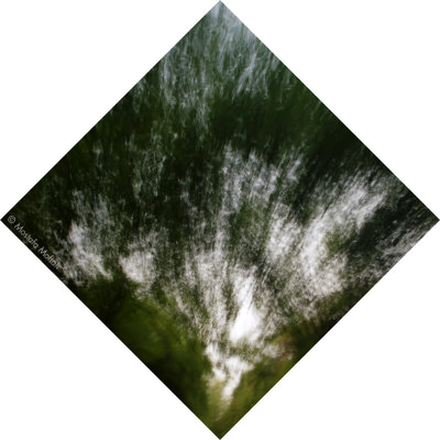 Tree #1 - Diamond Shape Series