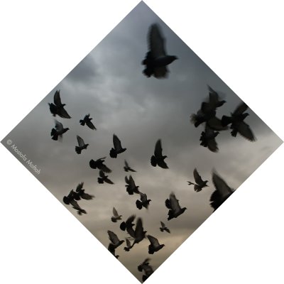 Flying Pigeons - Diamond Shape Series