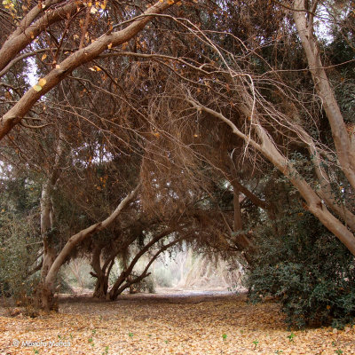Qasr Al Farafra Gardens