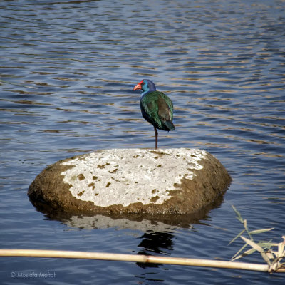 One of the Nile Inhabitants - Aswan, Upper Egypt