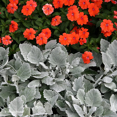 Flowers 02 - Regent's Park, London