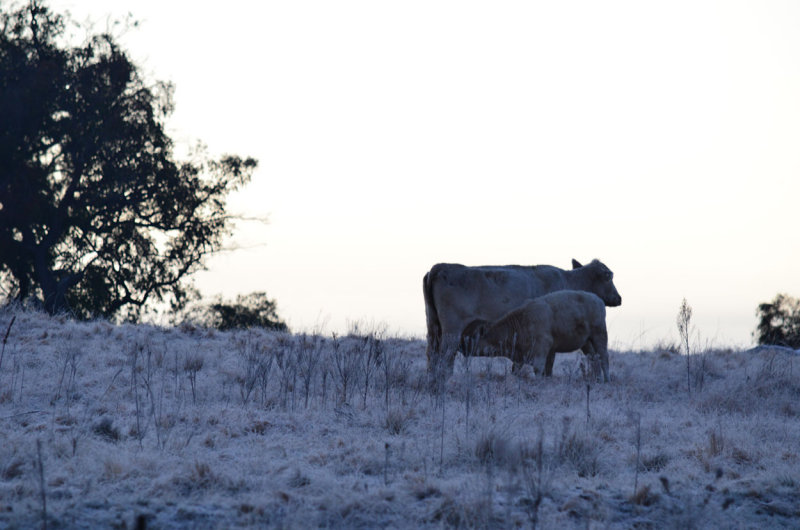 Ice Cold Milk