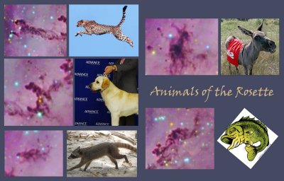 Look! - animals in the Rosette