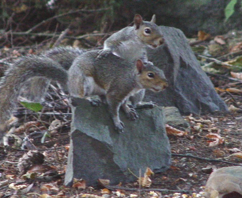 squirrel buddies