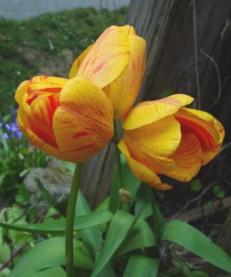 triplet tulips
