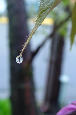 dew drop in