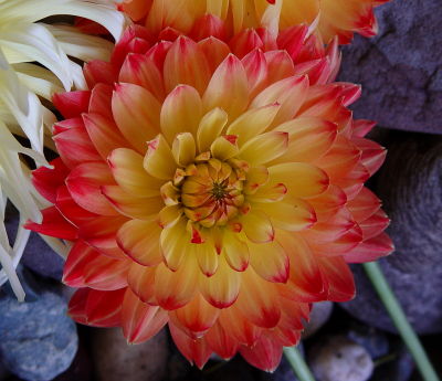 a blooming dahlia