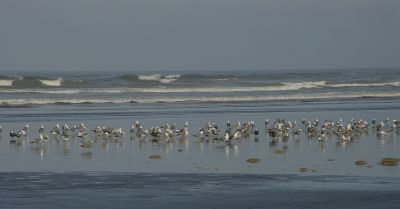 just chilling seagulls