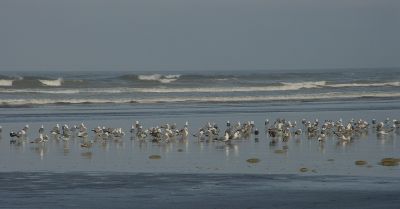 just chilling seagulls