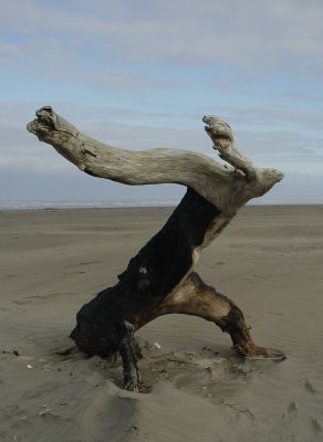 mister headless driftwood