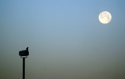 a bird watching moon