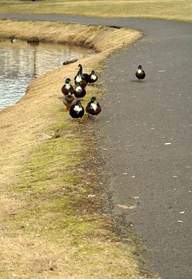 ducks cruising
