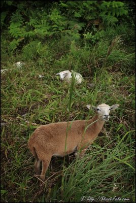 Sheep in the mountain