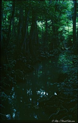Rainforest in Dominica