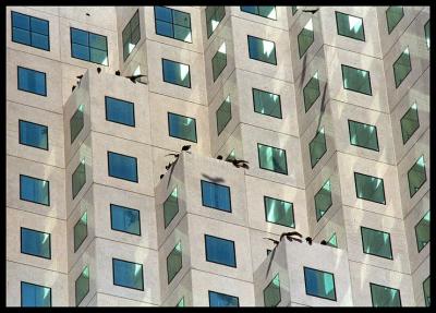 Downtown Miami: Courthouse and vultures