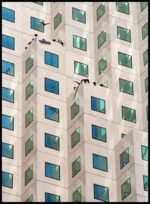 Downtown Miami: Courthouse and vultures
