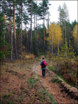 Fall in the woods