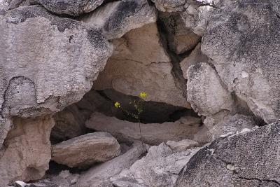 Flower in cave at MHS - Yellowstone NP