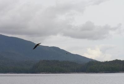 Eagle1 in Ketchican, Alaska
