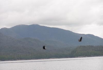 Eagle2 in Ketchican, Alaska
