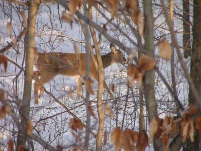 Deer in Ohio
