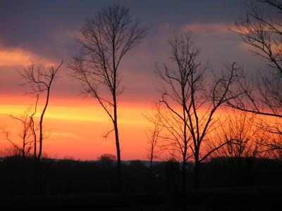 Tree Sunset.JPG