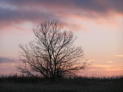Tree Sunset 1.JPG