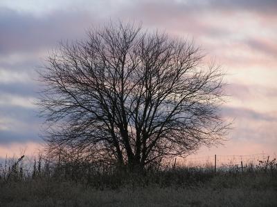Tree Sunset 2.JPG