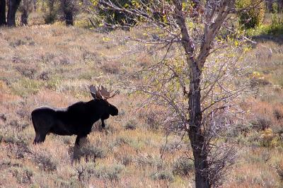 Bull Moose - Tetons NP