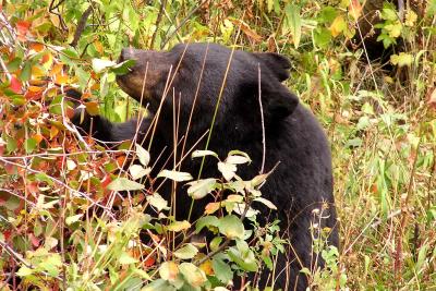 Brown Bear in Tetons NP