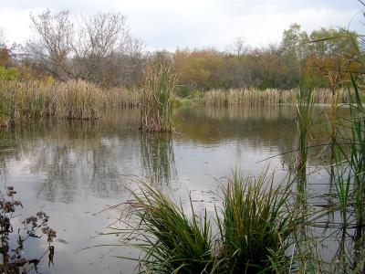 Ohio Pond 2