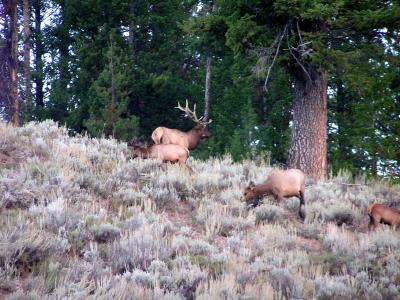 Bull Elk Grand Teton NP