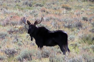 Bull Moose Tetons NP