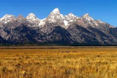 Grand Tetons - Bison in Distance