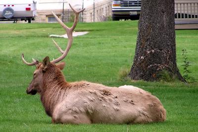 Elk in Yellowstone NP