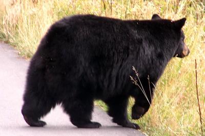 Bear 2 in Tetons