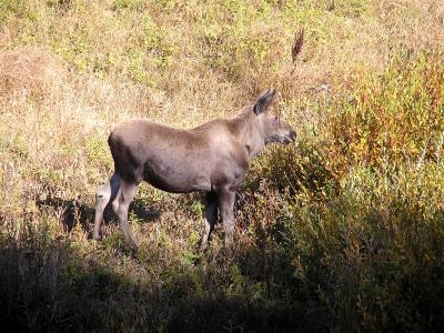 Moose in Grand Teton NP