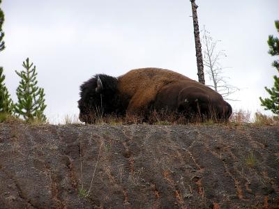 Bison in Yellowstone NP