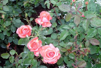 Roses Butchart Gardens Victoria BC.jpg