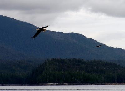 Eagle 12- Ketchican, Alaska.jpg