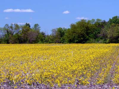 WIldflowers in Ohio