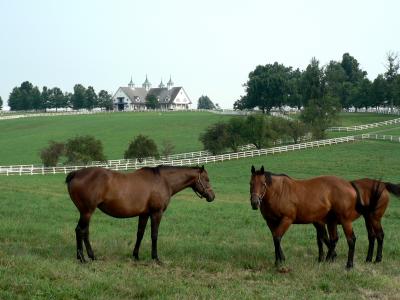 Horse Farm 4.jpg